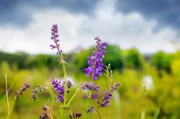 Wild Sage